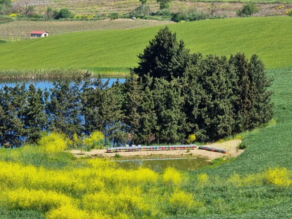 Miele, pappa reale, polline, cera vergine: un’azienda tutta monrealese per prodotti bio whatsapp image 2026 07 30 at 09.16.30