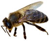 ape neraok